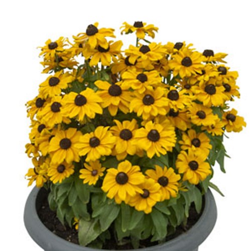 Rudbeckia 'SMILEYZ Sweet Smiley' - Päevakübar 'SMILEYZ Sweet Smiley' P9/0,55L